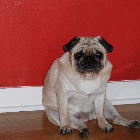 Pug